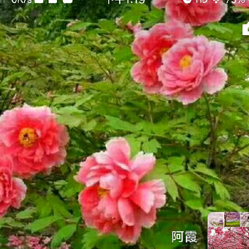 开心快乐