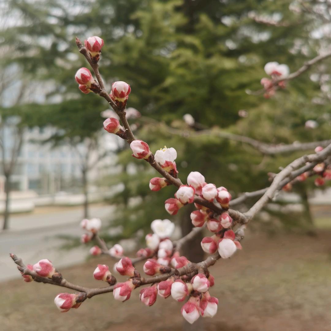 紫韵