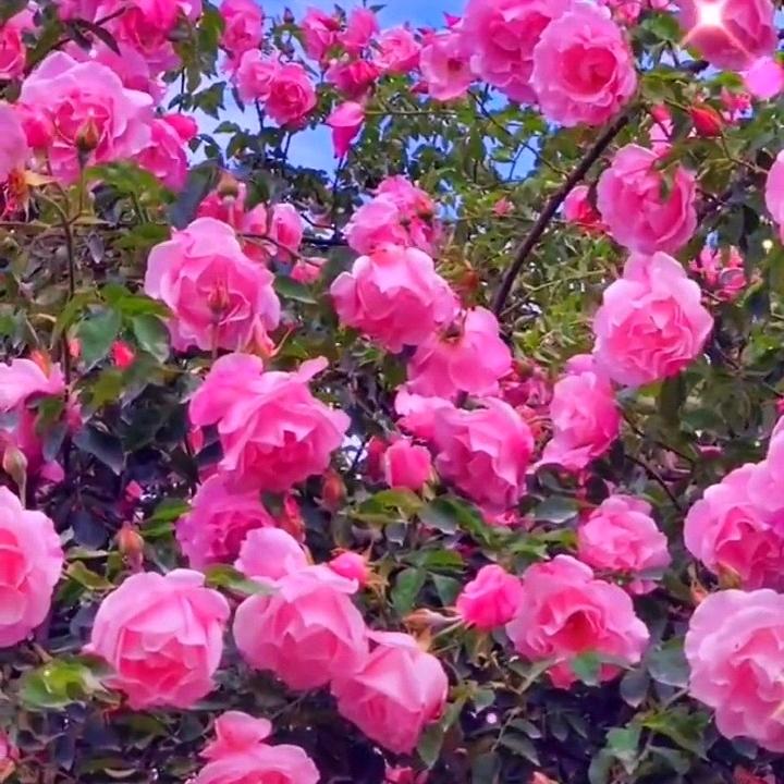 不倒翁