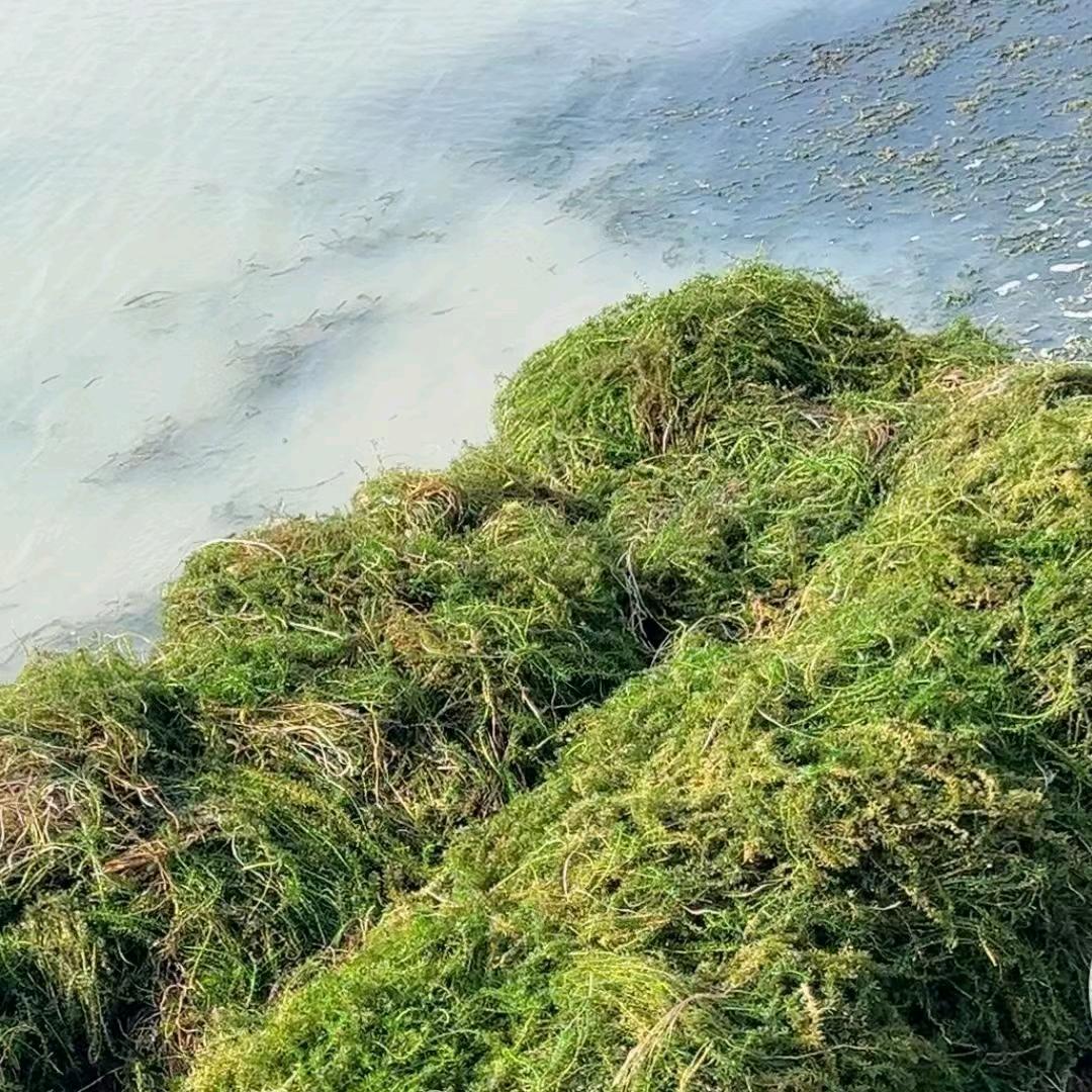 江十月生态农业（龙虾水草）