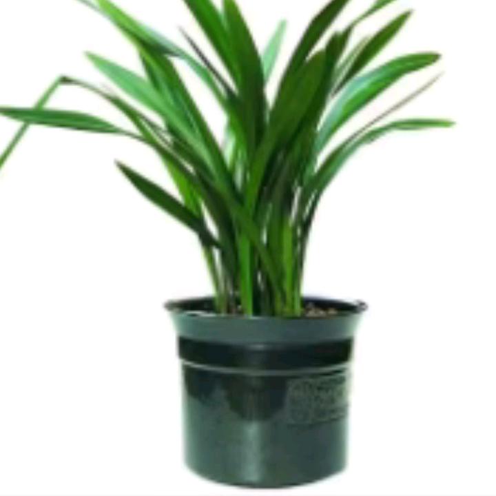 汝城猴子演义乐队