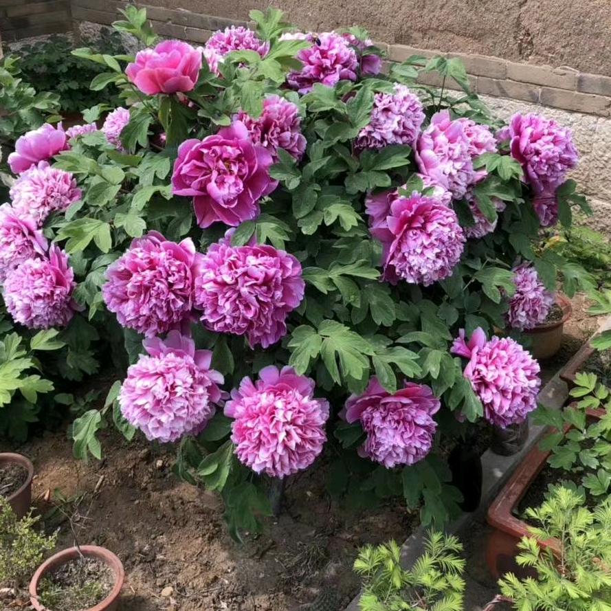 牟世花园（耐寒植物）