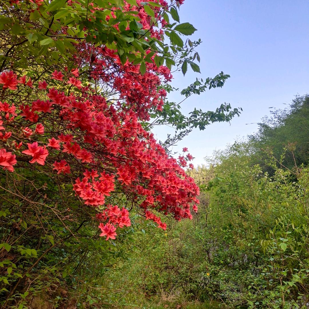 春天的草原