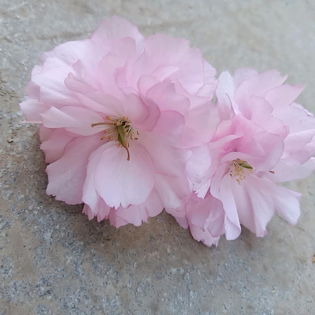芝尽知足