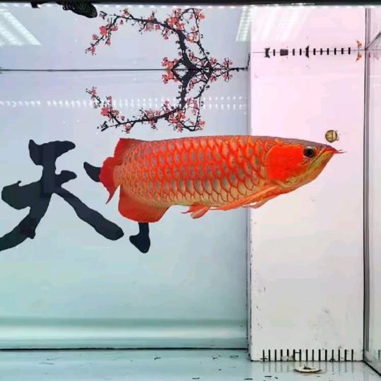 稳住(帅)