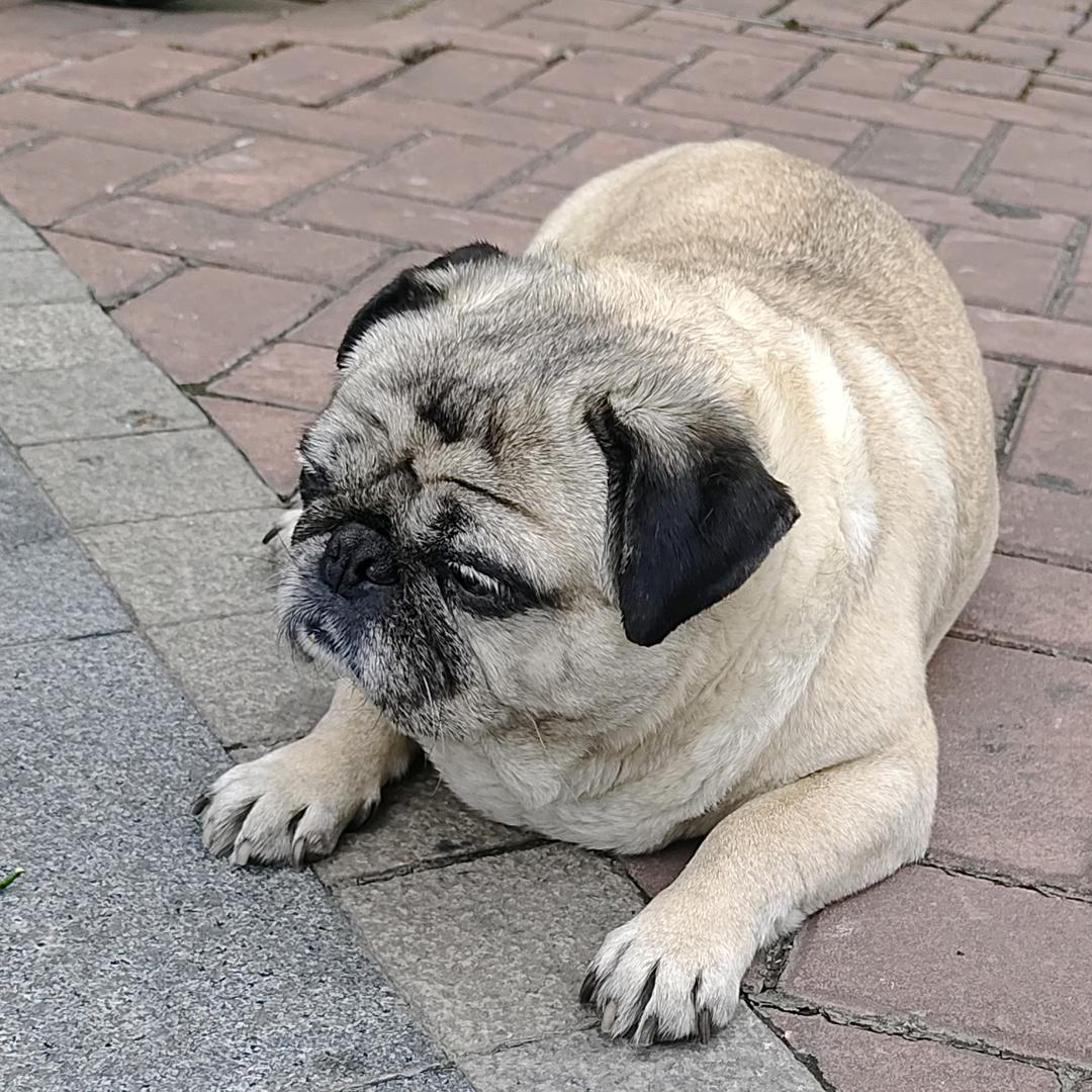 阿猫与狗的故事