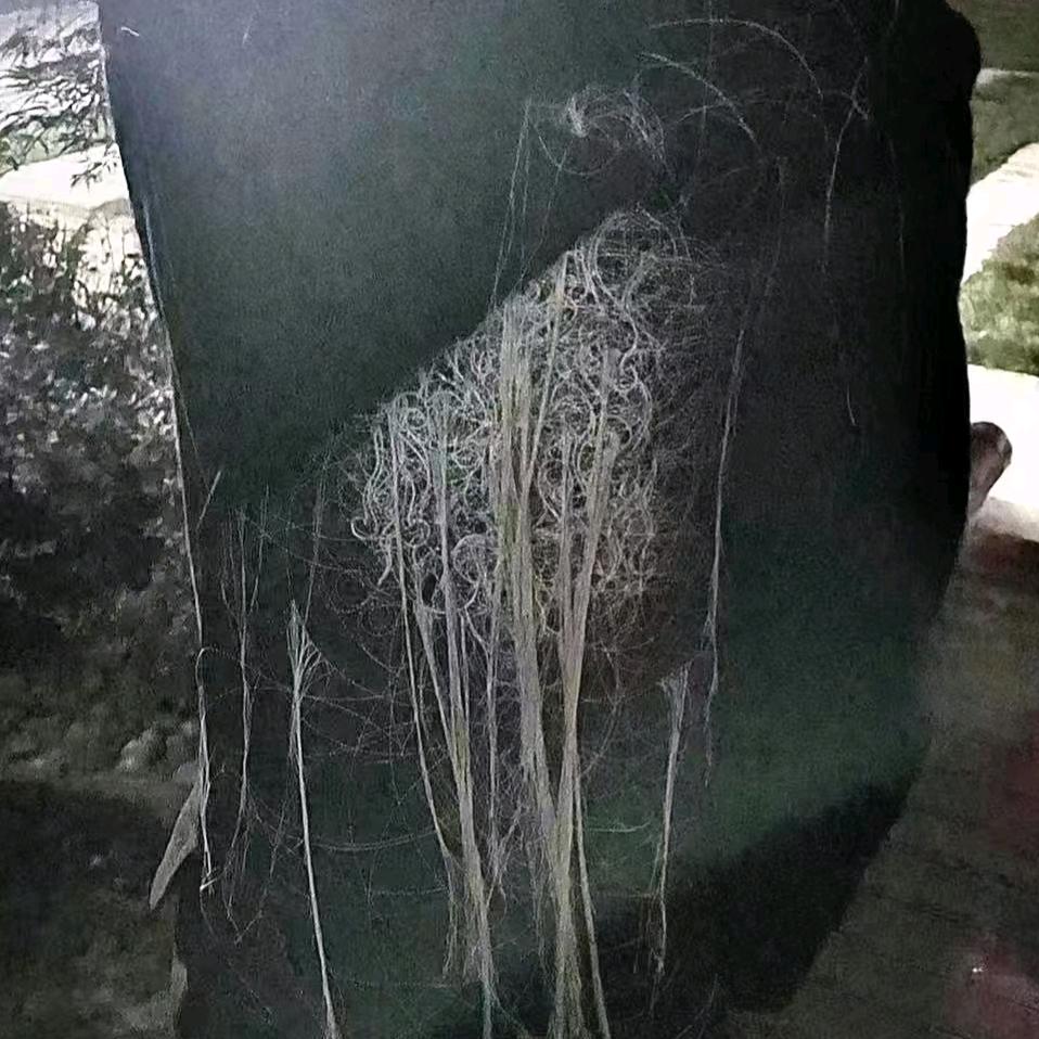 菩 提