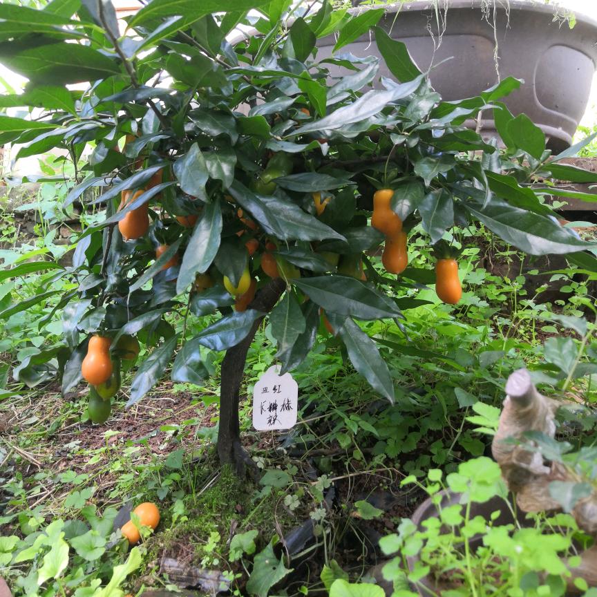 冬天里的一把火