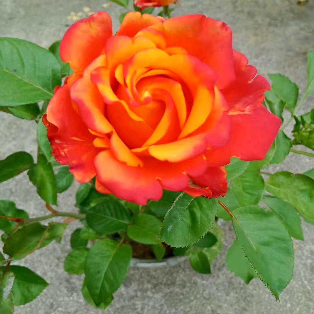 花好月圆🌺🌺💐💐