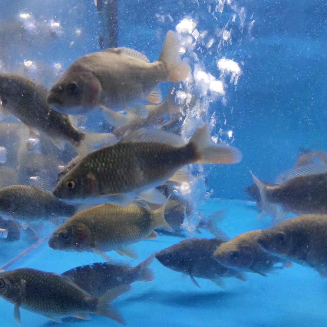 有理扯不清女士