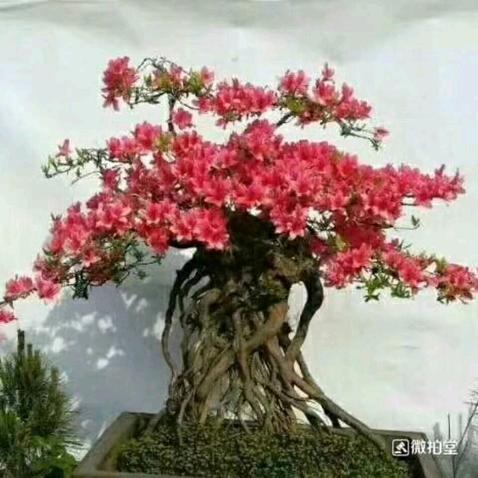 保定宏广天园林古建盆景花卉
