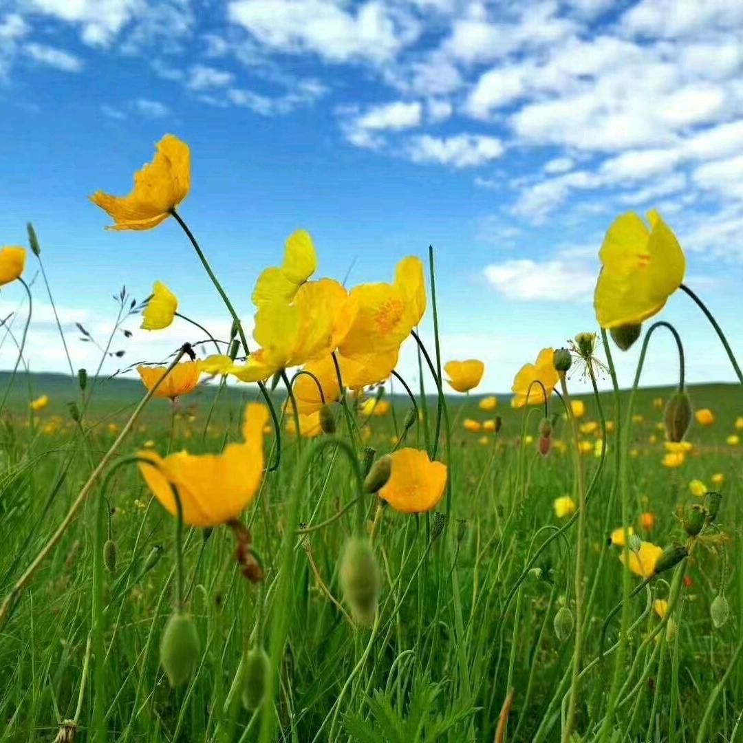 财源滚滚