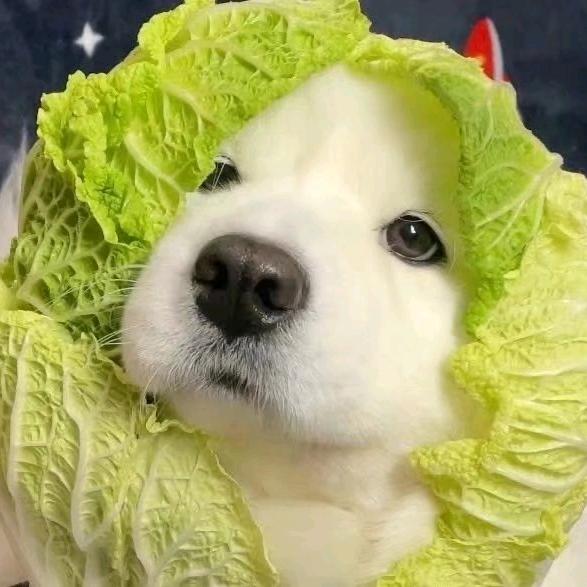 不太会玩游戏的菜狗