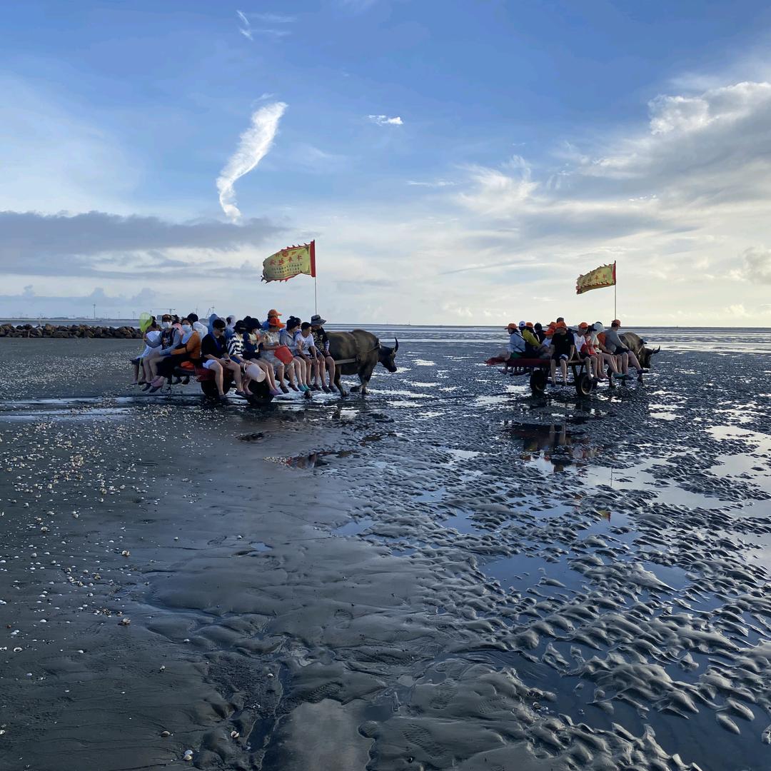 牛车赶海启东旅游