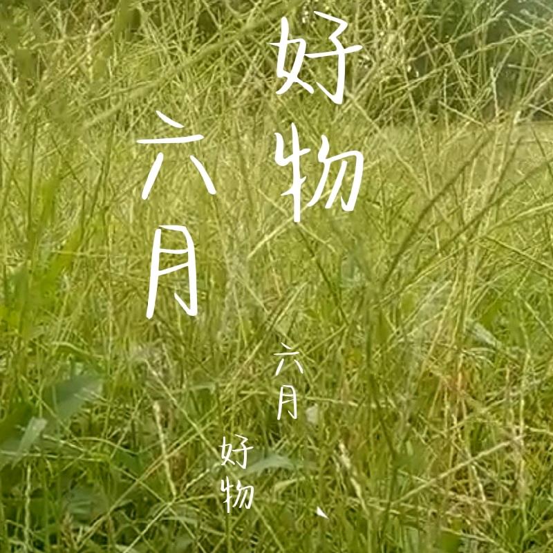 六月好物1