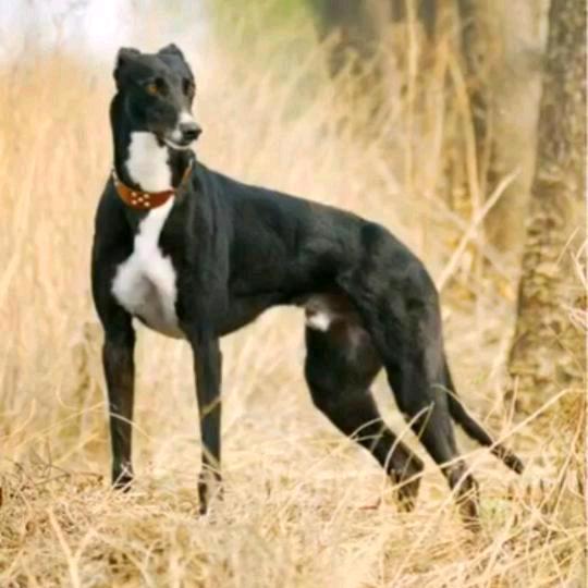 久鑫驾校  许亮