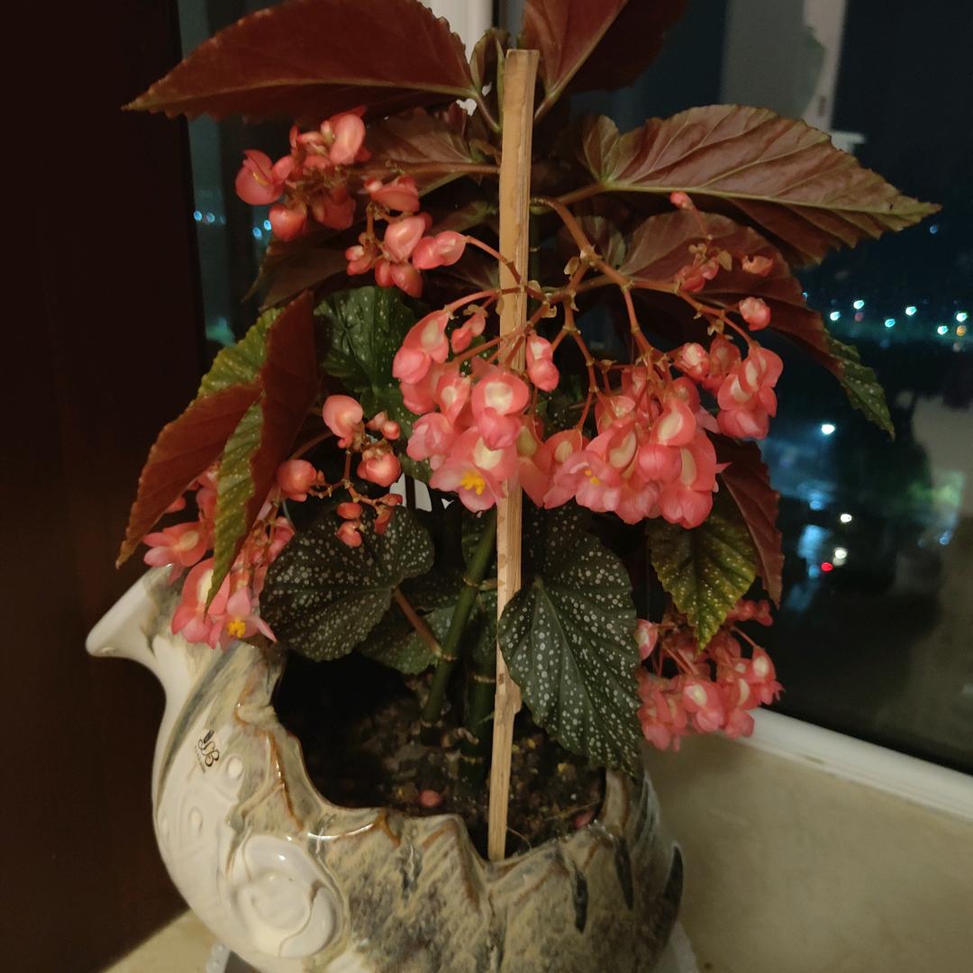 平（酒驾证）2603