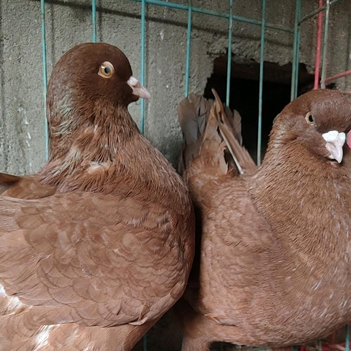 精选鸽业小铺