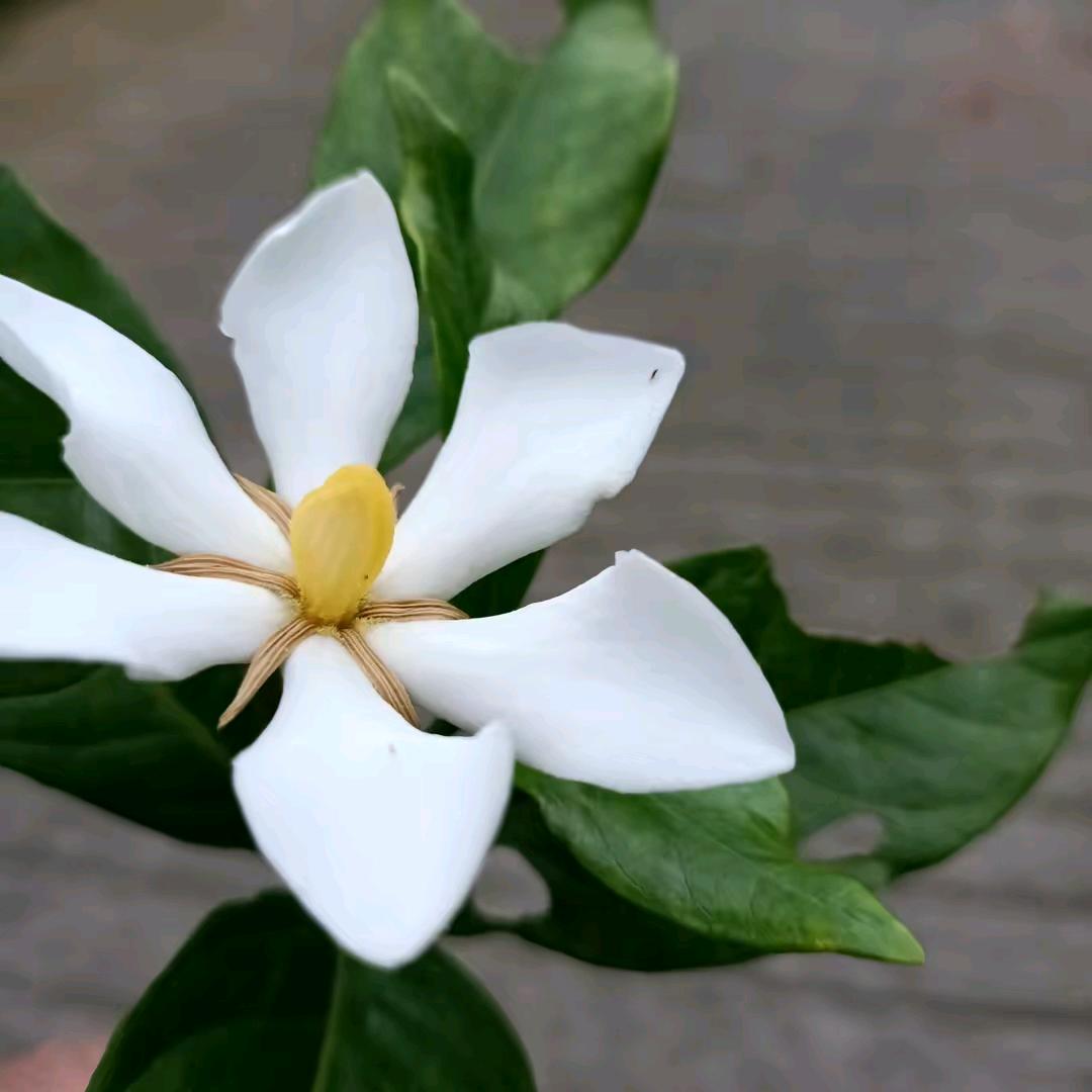 小恶魔丫👯👯👑🍌