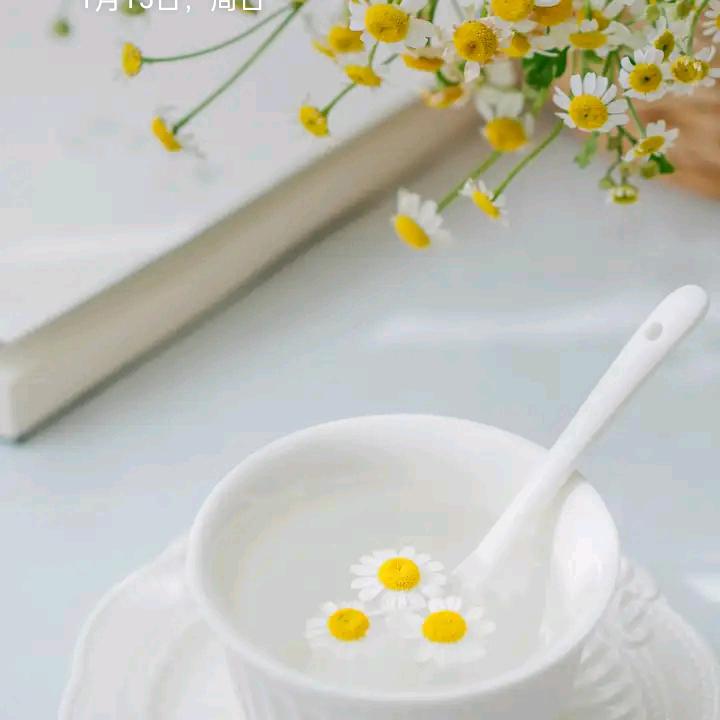 布朗茶花
