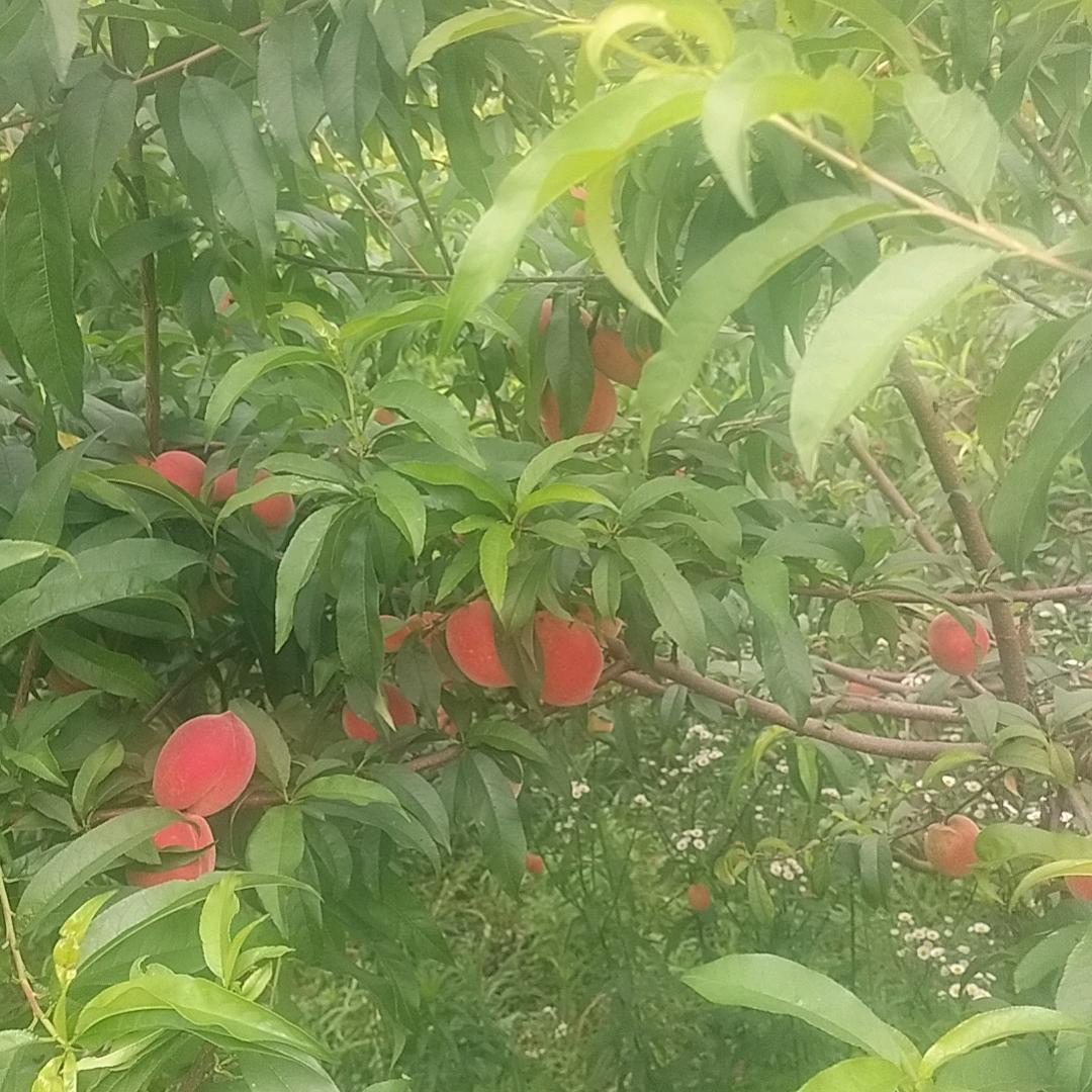 艳儿飞