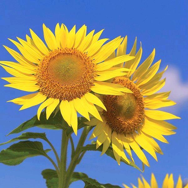 小太阳🌞🌞🌞🌞