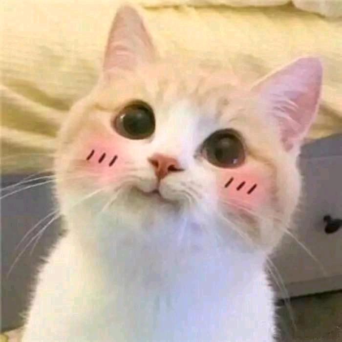 猫猫姐