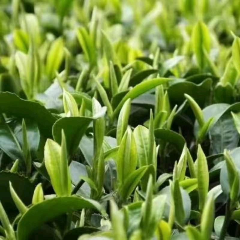 老王茶叶加工厂