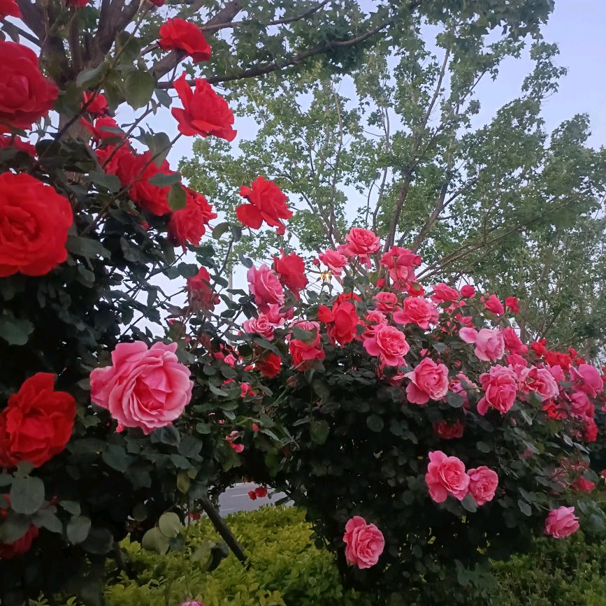 淑芝