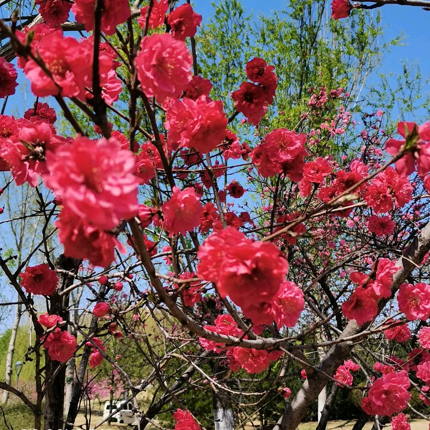 鸟语花香