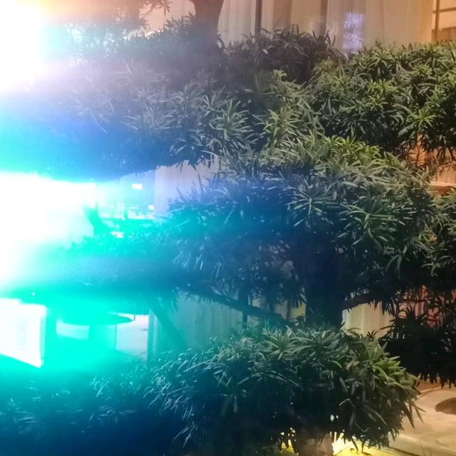会上树的🐷