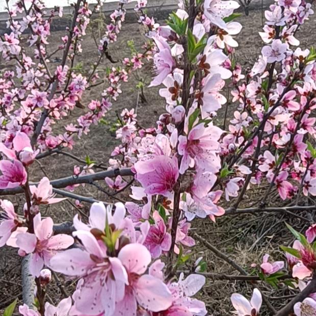 老向与小白的生态果园