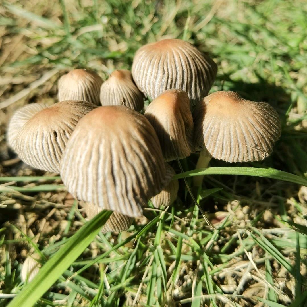 八月未央〽️