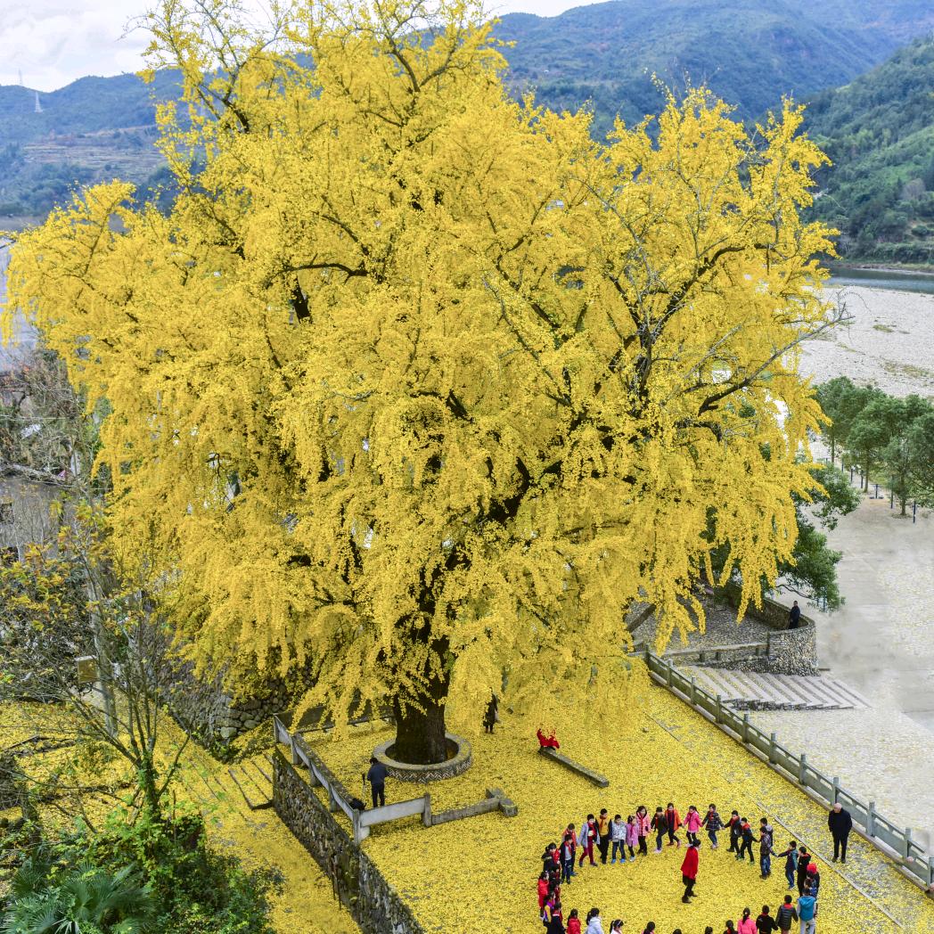 采菊东篱