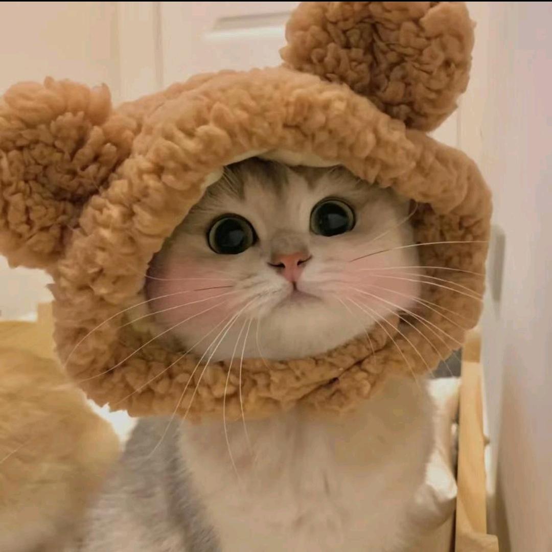 哆咪宠物