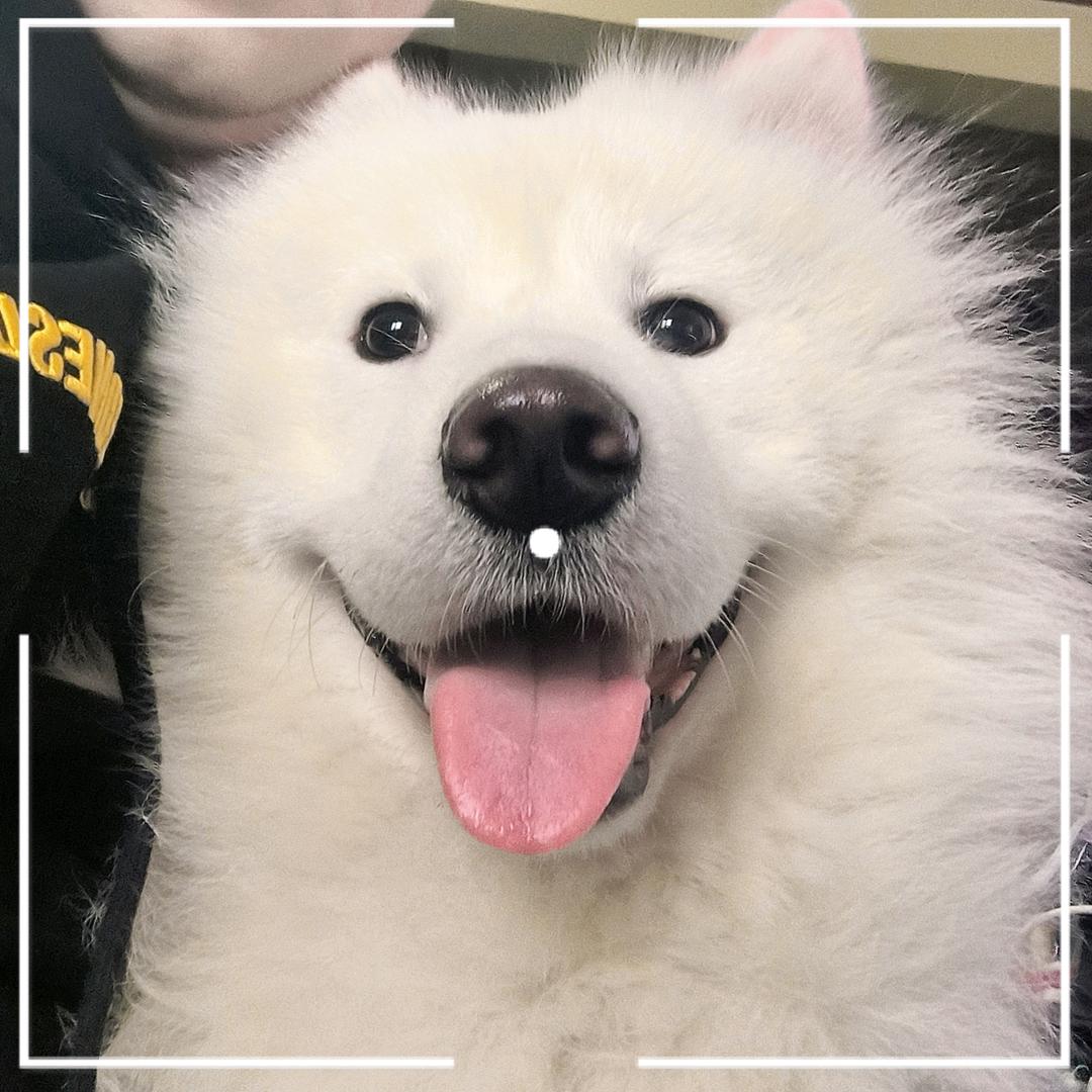 萨摩耶怎么炖才好吃