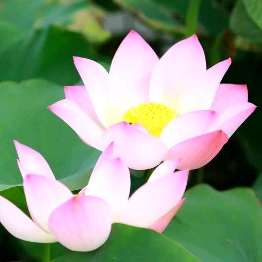 慈善堂～恩师～龙凤缘～缘聚