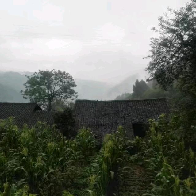 齐齐