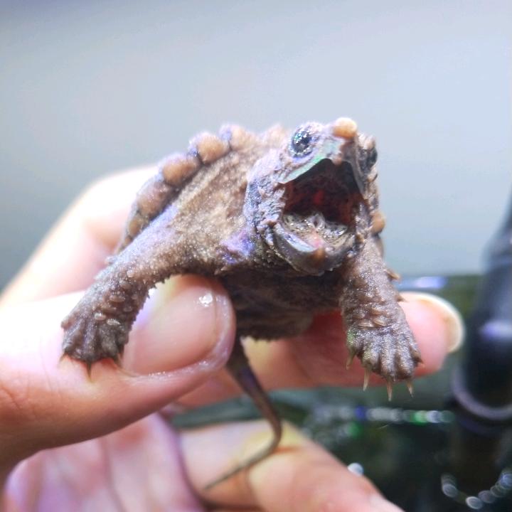 菜菜爱养鱼
