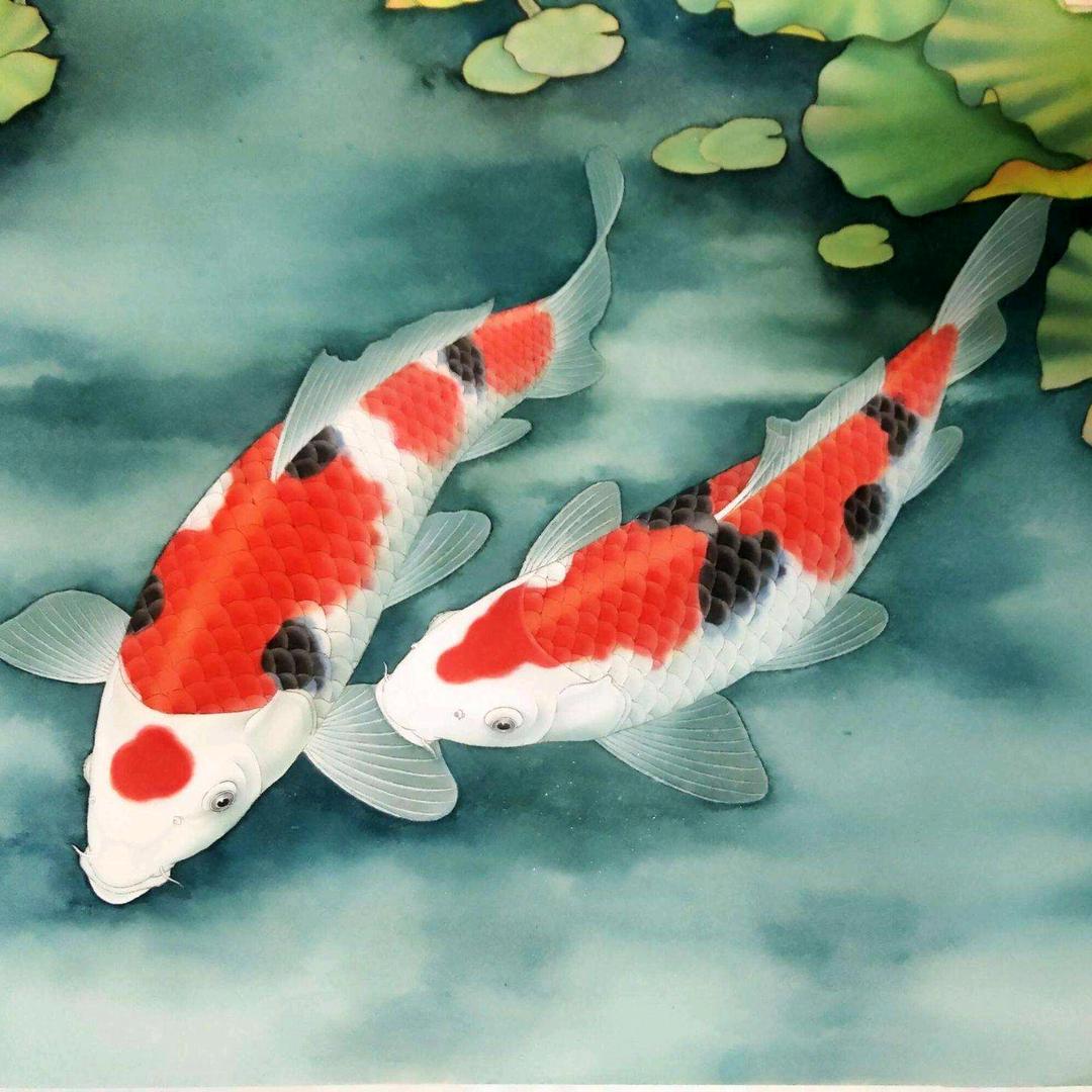 启明锦鲤