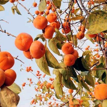 马厂大拇指女装店