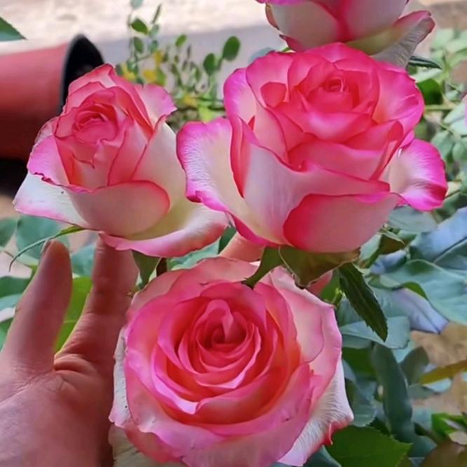 苏苏的花园