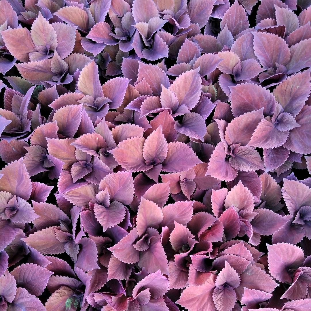 🌺阳光🌺
