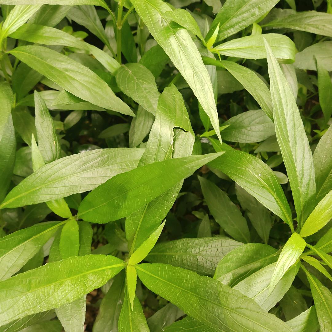 重庆(叶子)