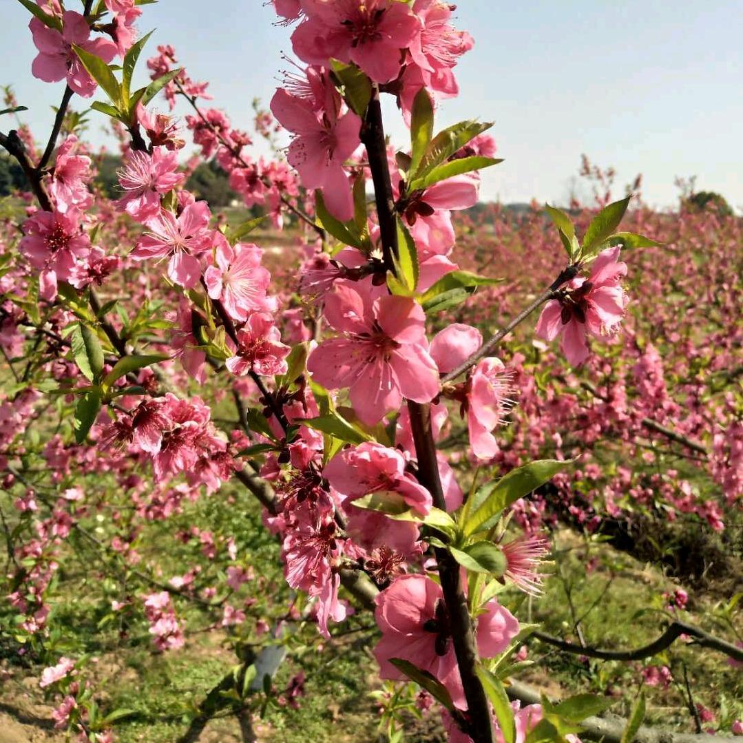 七O后的🍎🍎郭姐❤️❤️