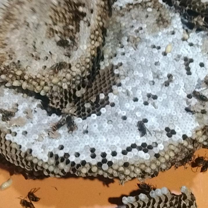 令人只哥小不顶