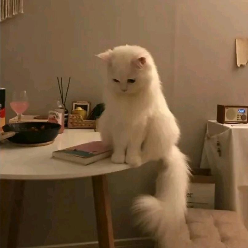 小七琪