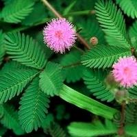 含羞草