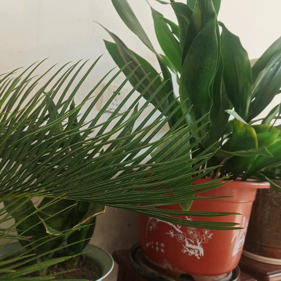 涵怡念