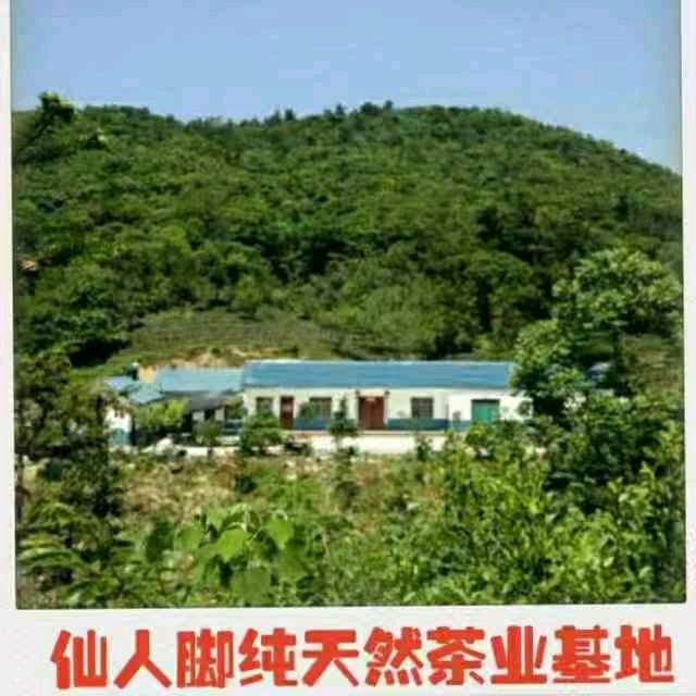 仙人脚下纯天然茶